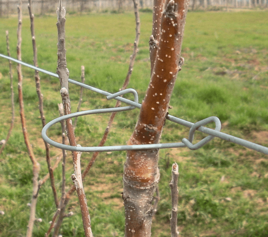 Structure et palissage pour l’arboriculture plantfix