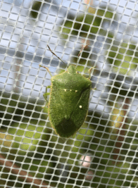 Protection contre les ravageurs filpack