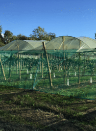 Protection arboriculture