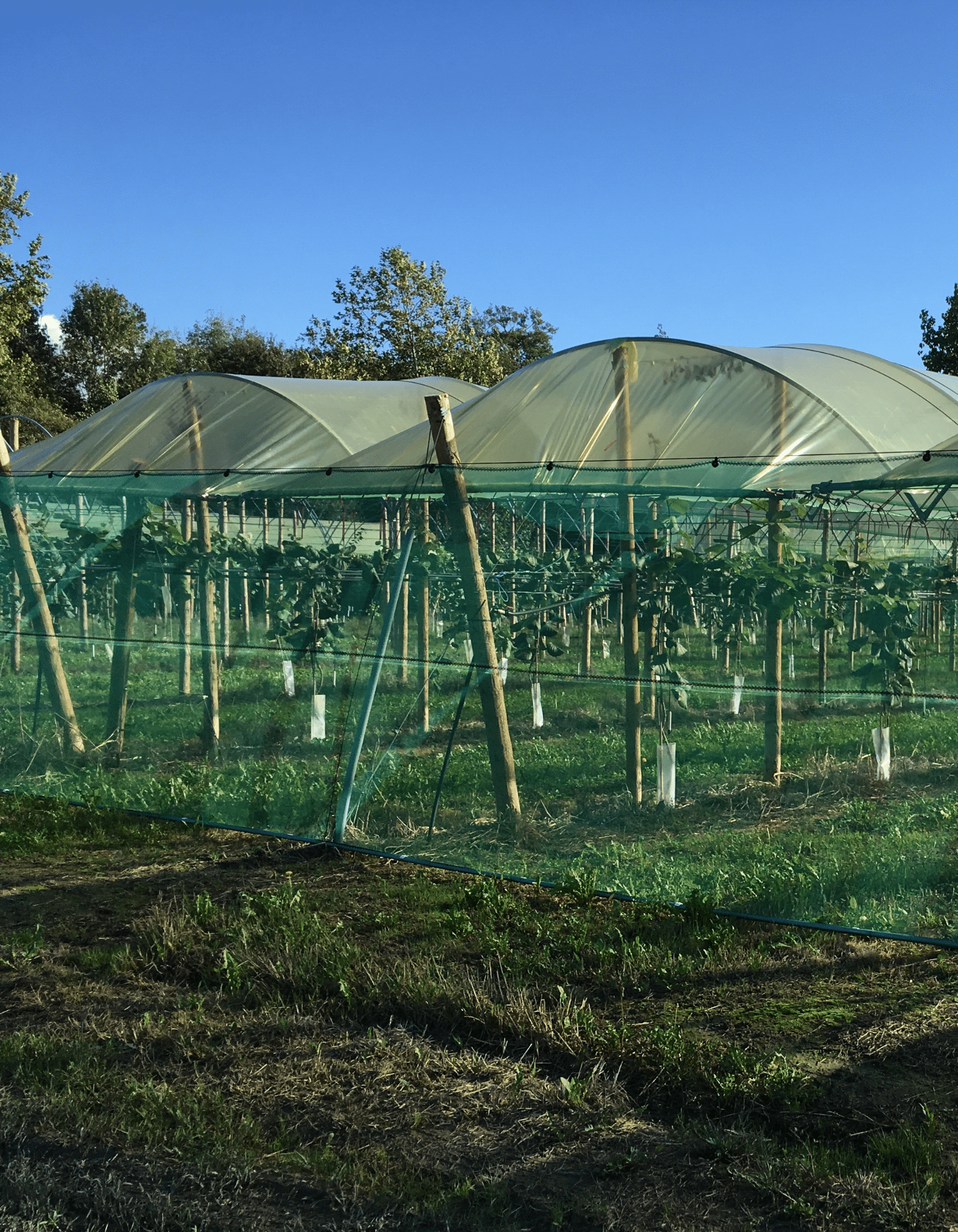 Protection des arbres fruitiers