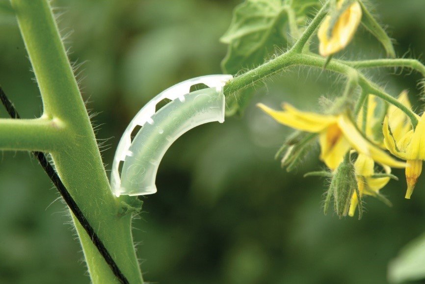 palissage pour le maraîchage Arc demi-lune pour tomate