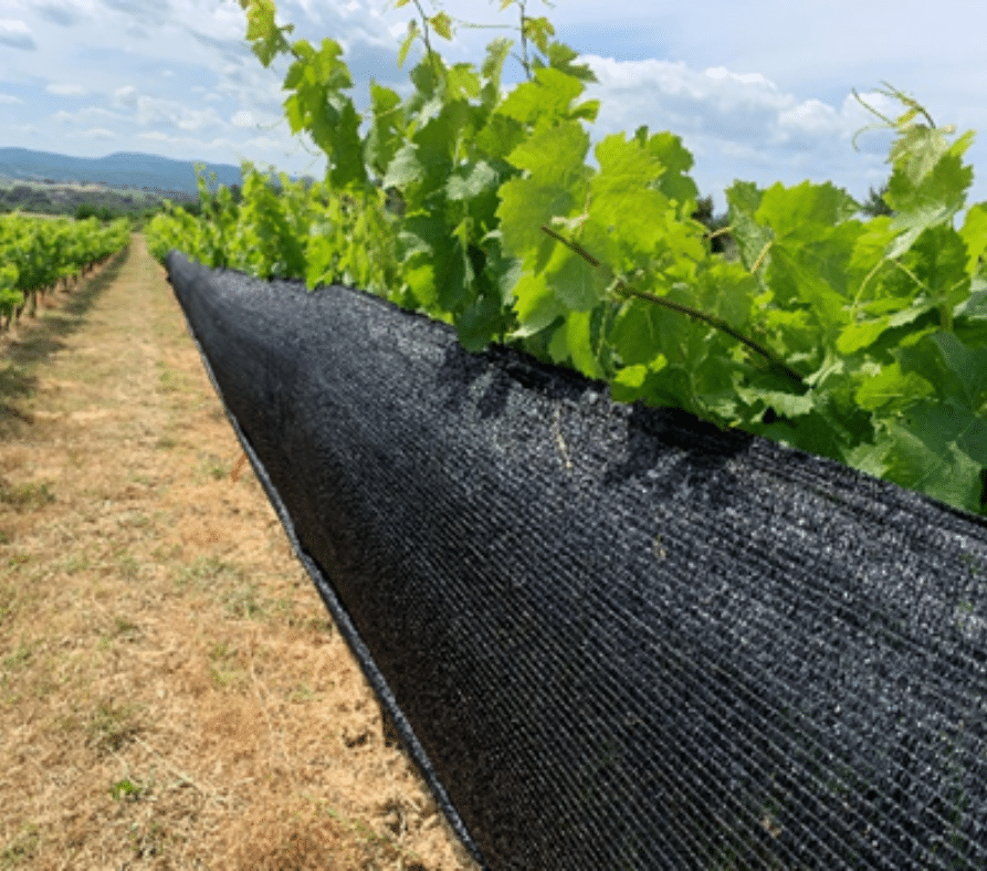Protection climatique pour la viticulture Delta cover ombrage