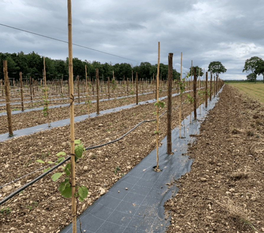Protection de l'environnement paillage