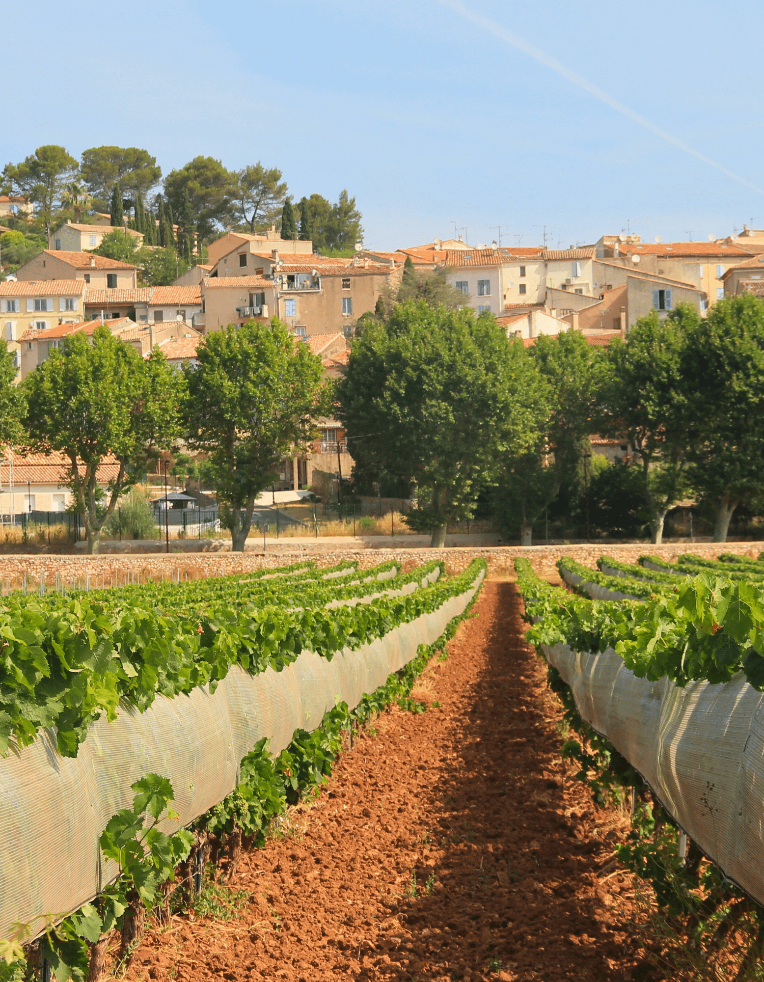Protection pour la viticulture